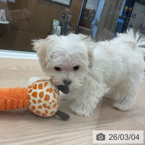 埼玉県のマルチーズ (ペットプラス 上尾店/2025年12月12日生まれ/男の子/ホワイト)の子犬の3枚目の画像