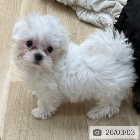 長野県のマルチーズ (ペットプラス 上田店/2025年12月12日生まれ/男の子/ホワイト)の子犬の3枚目の画像
