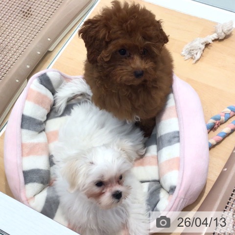 マルチーズの写真