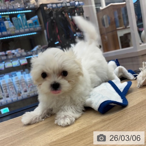 神奈川県のマルチーズ (ペットプラス 武蔵小杉店/2025年12月12日生まれ/女の子/ホワイト)の子犬の4枚目の画像