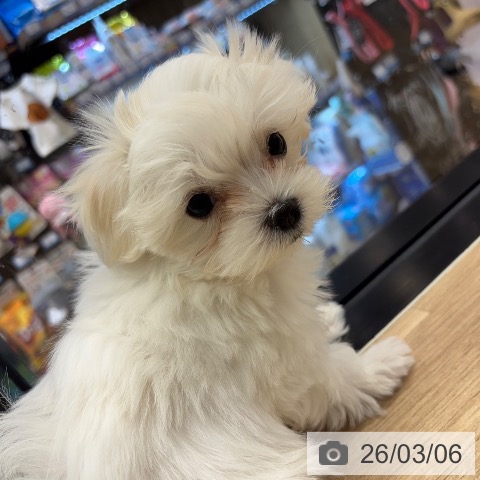 神奈川県のマルチーズ (ペットプラス 武蔵小杉店/2025年12月12日生まれ/女の子/ホワイト)の子犬の3枚目の画像