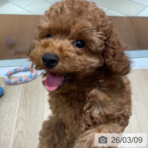 トイ・プードルの写真