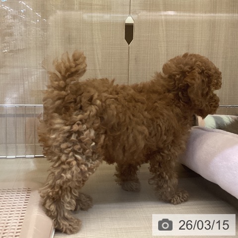 トイ・プードルの写真