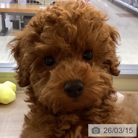 トイ・プードルの写真