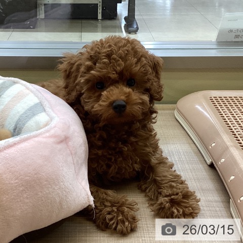 トイ・プードルの写真