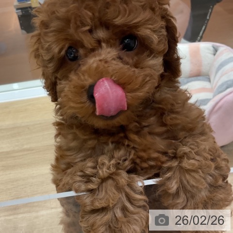 神奈川県のトイプードル(トイ) (ペットプラス 湘南平塚店/2025年12月10日生まれ/女の子/レッド)の子犬の4枚目の画像