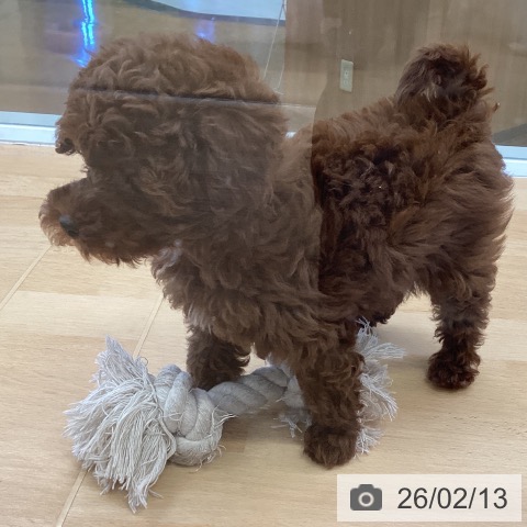 埼玉県のトイプードル(トイ) (ペットプラス 羽生店/2025年12月11日生まれ/女の子/レッド)の子犬の4枚目の画像