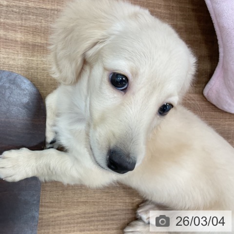 茨城県のミニチュアダックスフンド(ロング) (ペッツワン 古河店/2025年12月12日生まれ/男の子/イエロー)の子犬の4枚目の画像