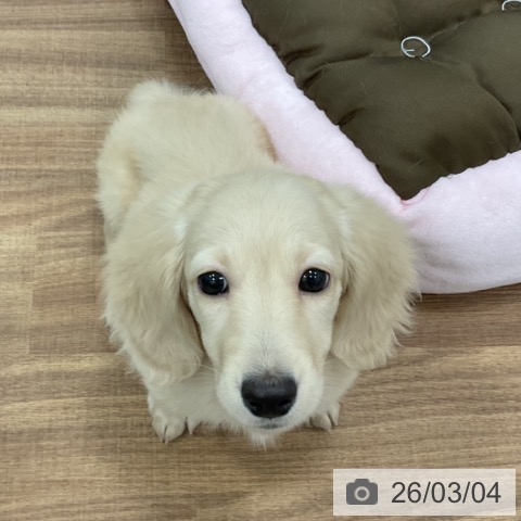 茨城県のミニチュアダックスフンド(ロング) (ペッツワン 古河店/2025年12月12日生まれ/男の子/イエロー)の子犬の3枚目の画像