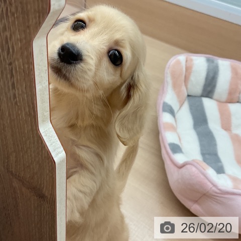 埼玉県のミニチュアダックスフンド(ロング) (ペッツワン 浦和美園店/2025年12月12日生まれ/女の子/イエロー)の子犬の4枚目の画像