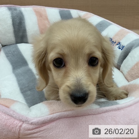 埼玉県のミニチュアダックスフンド(ロング) (ペッツワン 浦和美園店/2025年12月12日生まれ/女の子/イエロー)の子犬の3枚目の画像