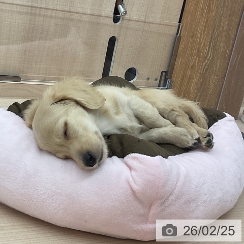 埼玉県のミニチュアダックスフンド(ロング) (ペッツワン 浦和美園店/2025年12月12日生まれ/女の子/イエロー)の子犬の3枚目の画像