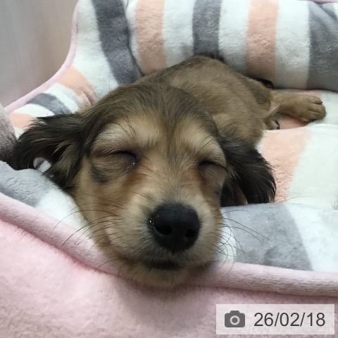 山形県のミニチュアダックスフンド(ロング) (ペットプラス 天童店/2025年12月12日生まれ/女の子/シェーデットイエロー)の子犬の4枚目の画像