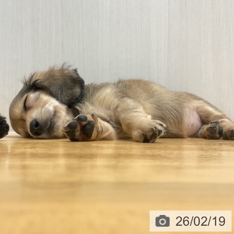 山形県のミニチュアダックスフンド(ロング) (ペットプラス 天童店/2025年12月12日生まれ/女の子/シェーデットイエロー)の子犬の3枚目の画像