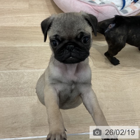 群馬県のパグ (ペットプラス イオンモール太田店/2025年12月11日生まれ/男の子/フォーン)の子犬の3枚目の画像