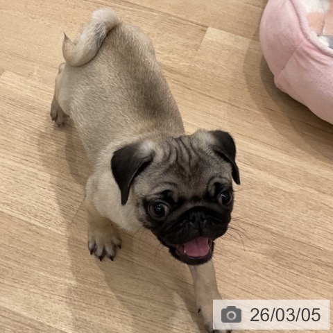 群馬県のパグ (ペットプラス イオンモール太田店/2025年12月11日生まれ/男の子/フォーン)の子犬の3枚目の画像