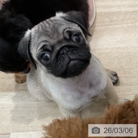 群馬県のパグ (ペットプラス イオンモール太田店/2025年12月11日生まれ/男の子/フォーン)の子犬の3枚目の画像