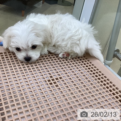 マルチーズの写真