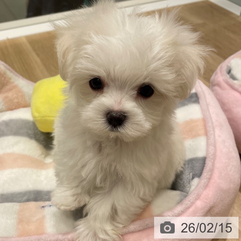 長野県のマルチーズ (ペットプラス 須坂店/2025年12月13日生まれ/女の子/ホワイト)の子犬の4枚目の画像