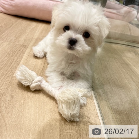 長野県のマルチーズ (ペットプラス 須坂店/2025年12月13日生まれ/女の子/ホワイト)の子犬の4枚目の画像