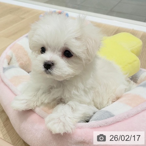 長野県のマルチーズ (ペットプラス 須坂店/2025年12月13日生まれ/女の子/ホワイト)の子犬の3枚目の画像