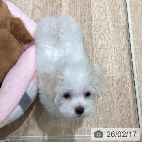 宮城県のマルチーズ (ペットプラス 仙台上杉店/2025年12月9日生まれ/男の子/ホワイト)の子犬の3枚目の画像