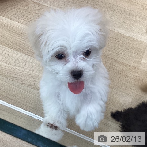 群馬県のマルチーズ (ペットプラス 前橋店/2025年12月9日生まれ/男の子/ホワイト)の子犬の3枚目の画像