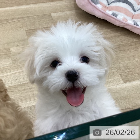 群馬県のマルチーズ (ペットプラス 前橋店/2025年12月9日生まれ/男の子/ホワイト)の子犬の3枚目の画像