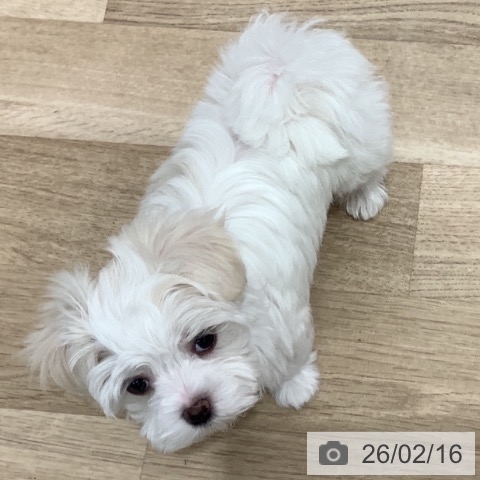 千葉県のマルチーズ (ペットプラス 船橋店/2025年12月9日生まれ/女の子/ホワイト)の子犬の4枚目の画像