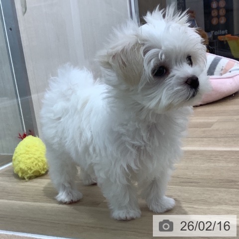 千葉県のマルチーズ (ペットプラス 船橋店/2025年12月9日生まれ/女の子/ホワイト)の子犬の3枚目の画像