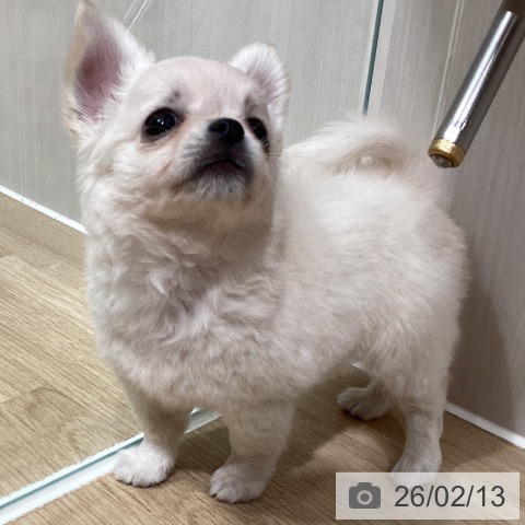 埼玉県のチワワ(ロング) (ペットプラス ピオニウォーク東松山店/2025年12月14日生まれ/男の子/クリーム)の子犬の4枚目の画像