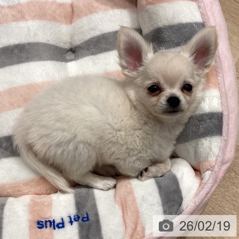 埼玉県のチワワ(ロング) (ペットプラス ピオニウォーク東松山店/2025年12月14日生まれ/男の子/クリーム)の子犬の4枚目の画像