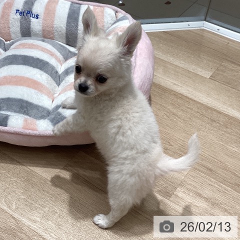 埼玉県のチワワ(ロング) (ペットプラス ピオニウォーク東松山店/2025年12月14日生まれ/男の子/クリーム)の子犬の3枚目の画像