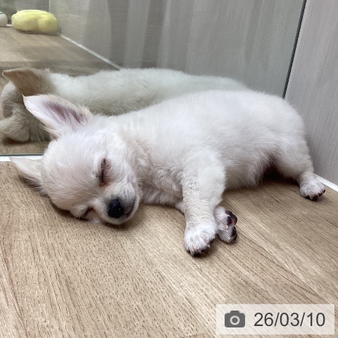 埼玉県のチワワ(ロング) (ペットプラス ピオニウォーク東松山店/2025年12月14日生まれ/男の子/クリーム)の子犬の4枚目の画像