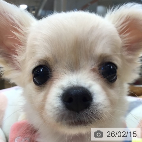 埼玉県のチワワ(ロング) (ペットプラス 浦和美園店/2025年12月14日生まれ/男の子/クリーム)の子犬の4枚目の画像