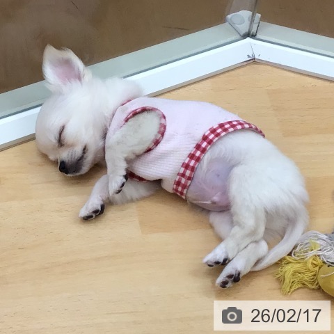 埼玉県のチワワ(ロング) (ペットプラス 浦和美園店/2025年12月14日生まれ/男の子/クリーム)の子犬の4枚目の画像