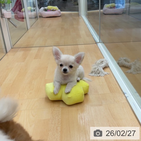 埼玉県のチワワ(ロング) (ペットプラス 浦和美園店/2025年12月14日生まれ/男の子/クリーム)の子犬の4枚目の画像