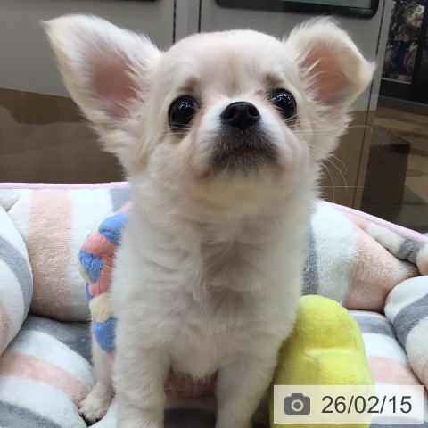 埼玉県のチワワ(ロング) (ペットプラス 浦和美園店/2025年12月14日生まれ/男の子/クリーム)の子犬の3枚目の画像