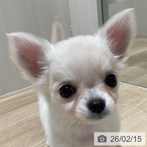 長野県のチワワ(ロング) (ペットプラス 須坂店/2025年12月14日生まれ/女の子/クリーム)の子犬の4枚目の画像