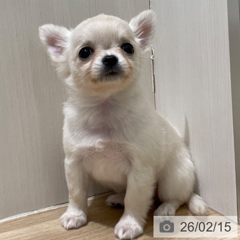 長野県のチワワ(ロング) (ペットプラス 須坂店/2025年12月14日生まれ/女の子/クリーム)の子犬の3枚目の画像