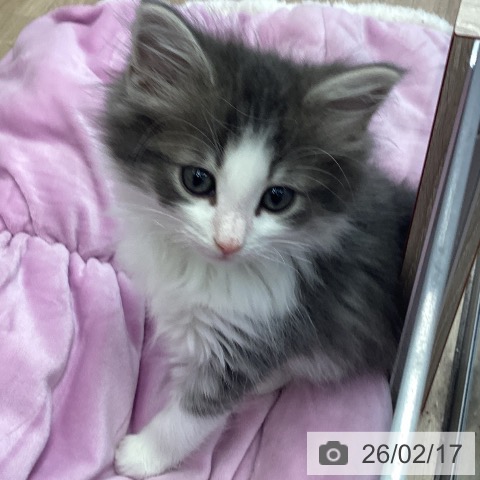 茨城県のノルウェージャンフォレストキャット (ペットプラス つくば店/2025年12月13日生まれ/男の子/ブルーマッカレルタビーホワイト)の子猫の4枚目の画像