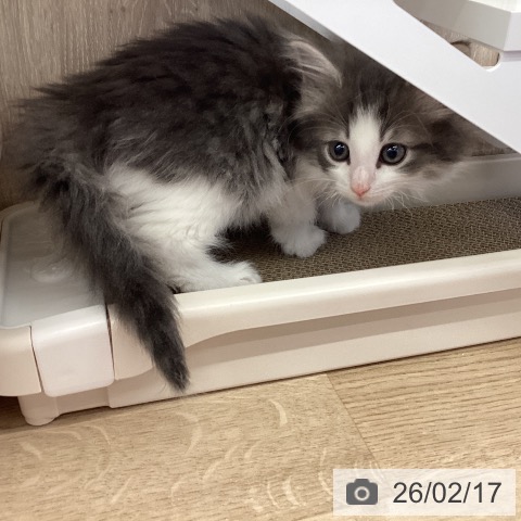 茨城県のノルウェージャンフォレストキャット (ペットプラス つくば店/2025年12月13日生まれ/男の子/ブルーマッカレルタビーホワイト)の子猫の3枚目の画像