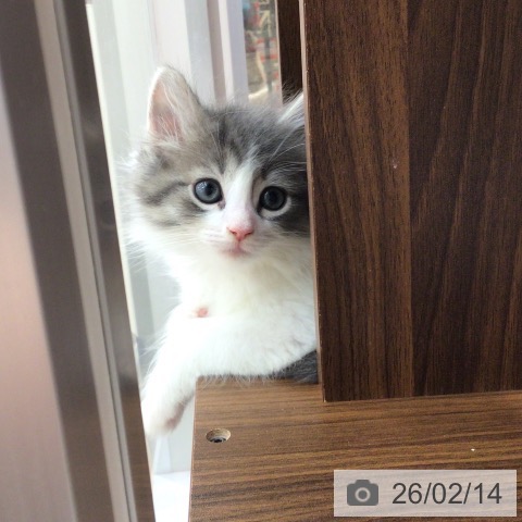 東京都のノルウェージャンフォレストキャット (ペットプラス 日の出店/2025年12月13日生まれ/男の子/ブルーマッカレルタビーホワイト)の子猫の4枚目の画像