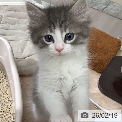 東京都のノルウェージャンフォレストキャット (ペットプラス 日の出店/2025年12月13日生まれ/男の子/ブルーマッカレルタビーホワイト)の子猫の3枚目の画像
