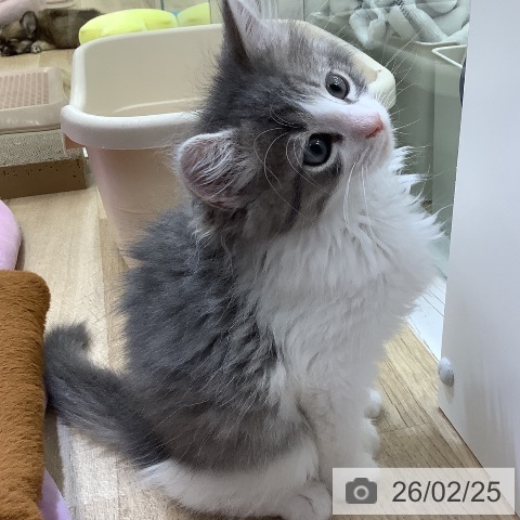 東京都のノルウェージャンフォレストキャット (ペットプラス 日の出店/2025年12月13日生まれ/男の子/ブルーマッカレルタビーホワイト)の子猫の3枚目の画像