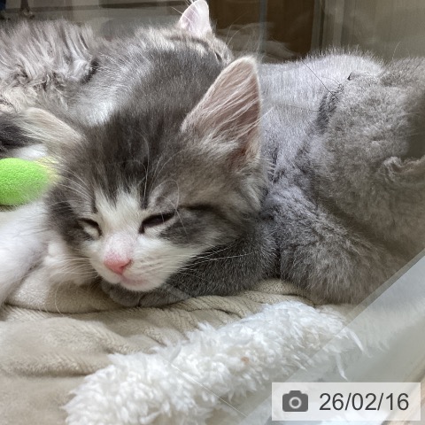 東京都のノルウェージャンフォレストキャット (ペットプラス むさし村山店/2025年12月13日生まれ/女の子/ブルーマッカレルタビーホワイト)の子猫の4枚目の画像