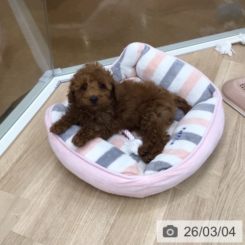 東京都のトイプードル(トイ) (ペットプラス 日の出店/2025年12月15日生まれ/男の子/レッド)の子犬の4枚目の画像