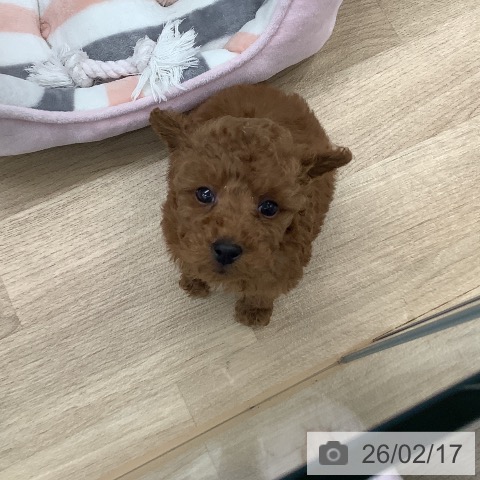 東京都のトイプードル(トイ) (ペットプラス 日の出店/2025年12月15日生まれ/男の子/レッド)の子犬の3枚目の画像