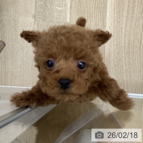 福島県のトイプードル(トイ) (ペットプラス 福島店/2025年12月15日生まれ/男の子/レッド)の子犬の4枚目の画像