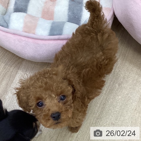 福島県のトイプードル(トイ) (ペットプラス 福島店/2025年12月15日生まれ/男の子/レッド)の子犬の3枚目の画像
